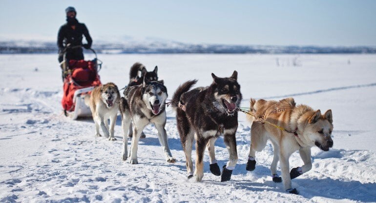 husky-aventure-harricana-a-val-dor